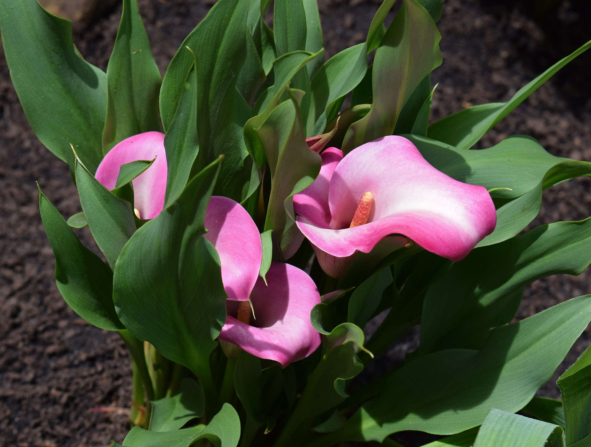 Calla Lily Flowers Planting Growing And Caring For Calla Lilies   Pink Calla Lily 